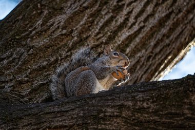 Close-up of an american squirrel clipart