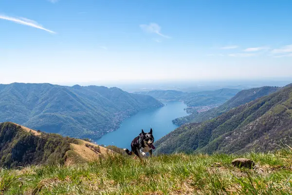 Landskap Sjön Como Från Colmegnone Berg Med Hund Som Kör Royaltyfria Stockfoton