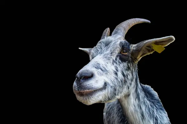 stock image Goat close-up in black background