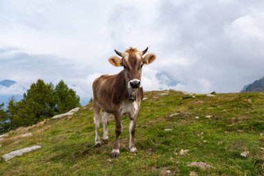 İtalyan Alplerinde bir çayırda inek