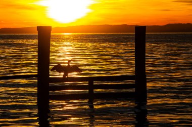 Cormorant at sunset on Lake Garda clipart