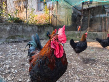 Tavuk kümesinde bir horoza yaklaş