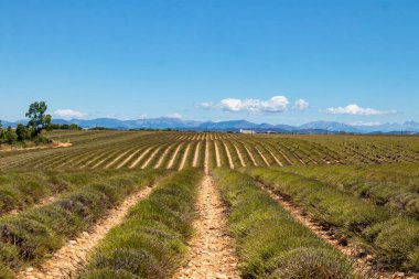 Yaz mevsiminde lavanta tarlaları