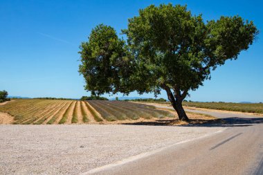 Yaz mevsiminde lavanta tarlaları