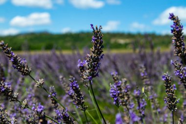 Yaz mevsiminde lavanta tarlaları