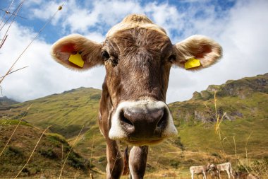 Çayırdaki İneğin Yakın Çekimi