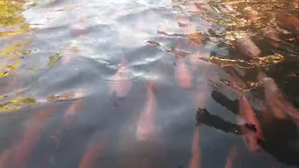 流水で川でタラピアを栽培する — ストック動画