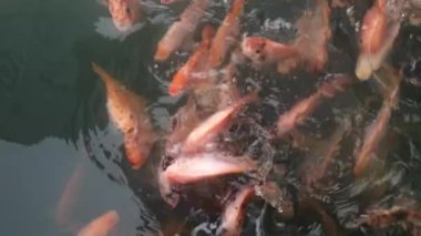 Nehirde akan suyla tilapia yetiştirmek