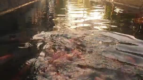 流水で川でタラピアを栽培する — ストック動画