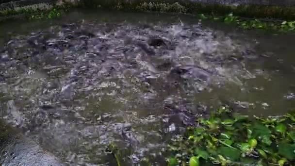 연못에 Catfish — 비디오