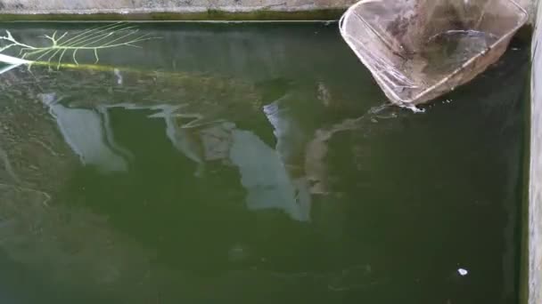 Pesci Gatto Nello Stagno Acquacoltura — Video Stock