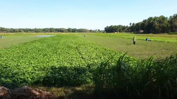 Prachtig Landelijk Landschap Van Mooie Landbouwgrond Gezond Vee Prachtige Omgeving — Stockvideo