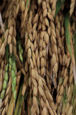 Pirinç sarıdır ve hasat edilmeye hazırdır, uygun pirinç arka plan olarak kullanılır.