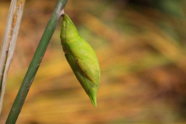 Bulanık arka planı olan yeşil bir koza.