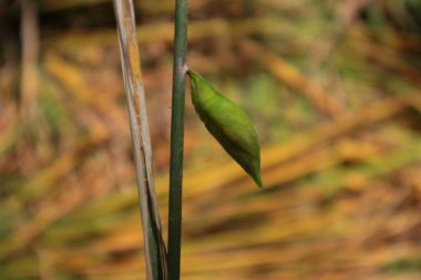 Bulanık arka planı olan yeşil bir koza.