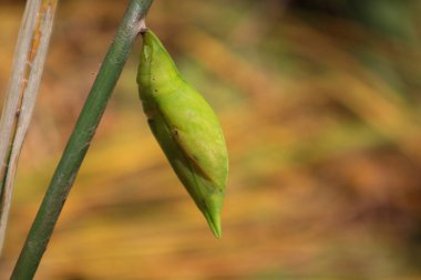 Arkaplanı bulanık yeşil bir bitki.