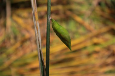 Bulanık arka planı olan yeşil bir koza.