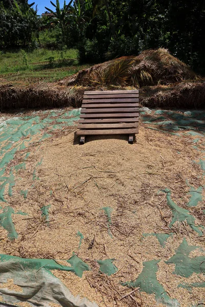 一种传统的稻谷脱粒工具 也就是所谓的Gepyok — 图库照片