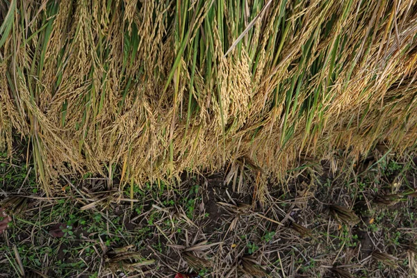 Pirinç Sarıdır Hasat Edilmeye Hazırdır Uygun Pirinç Arka Plan Olarak — Stok fotoğraf