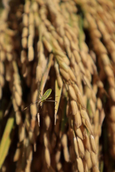 古米は黄色で 収穫する準備ができており 適切な米が背景として使用されます — ストック写真