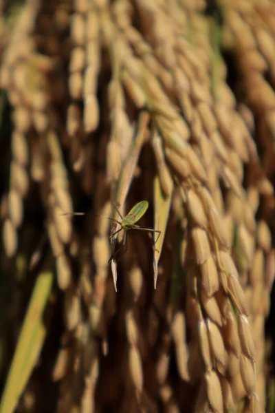 古米は黄色で 収穫する準備ができており 適切な米が背景として使用されます — ストック写真