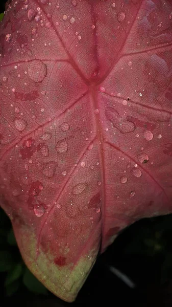 Water Drops Leaf — Stock Photo, Image