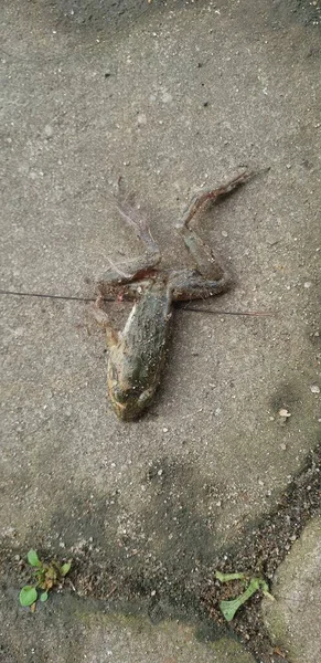地上的青蛙死了 — 图库照片