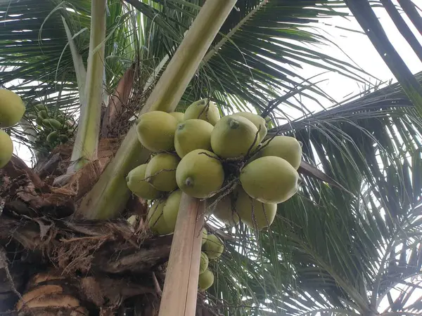 Groene Kokosnoot Palmboom — Stockfoto