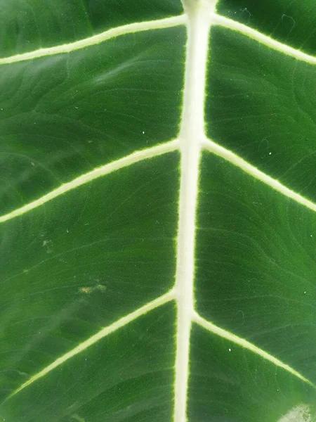Close Green Leaves Texture — Stock Photo, Image