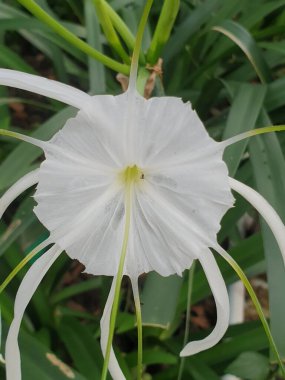 Bahçedeki güzel çiçek