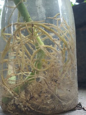 Bitkinin kökleri yakın plan