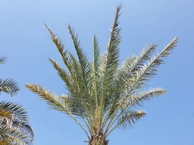 Parktaki palmiye ağacı 