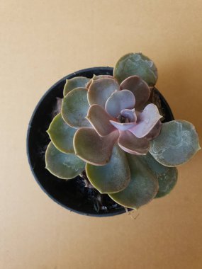 Echeveria Laui, Meksika 'dan gelen ama Asya' da da yaşayabilen küçük bir bitki..