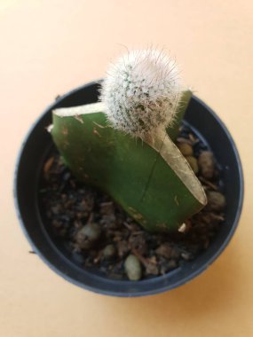 Mini kaktüs, kahverengi arka planda siyah bir tencerede izole edilmiş.