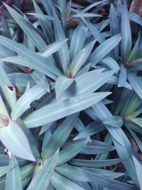 yeşil yapraklar, bitkiler ve yapraklar