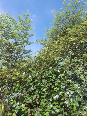 yeşil yapraklar, bitkiler ve yapraklar