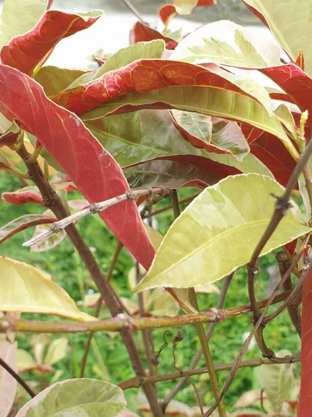 Крупным Планом Цветные Листья — стоковое фото