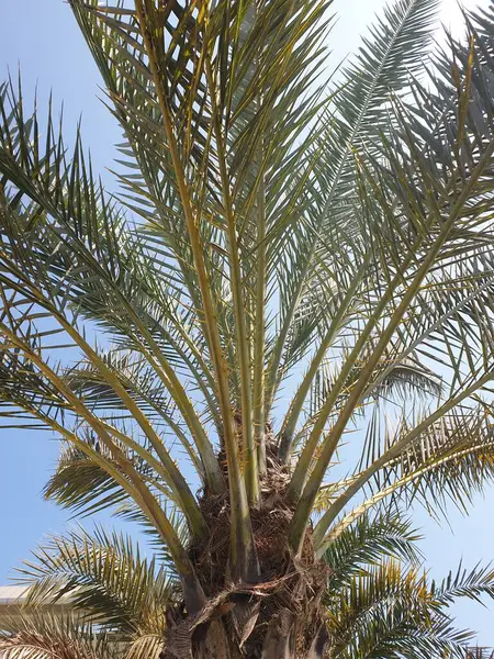 Palmboom Het Park — Stockfoto