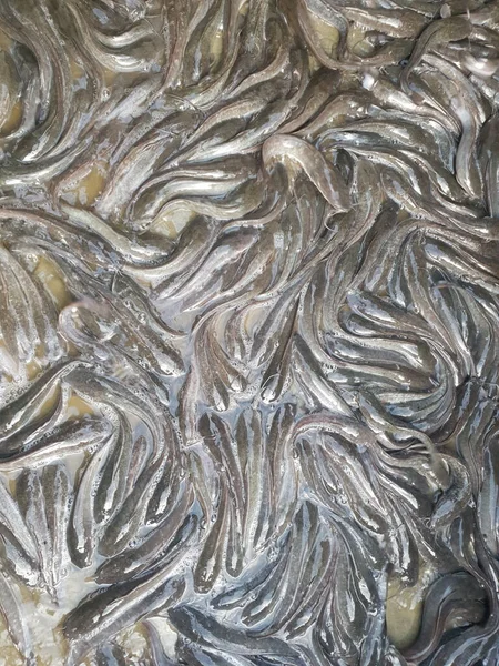 Yayın Balığı Havuzlarını Temizlemeye Hazır — Stok fotoğraf