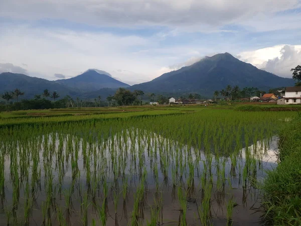 Schöne Landschaft Von Reisfeldern Morgen — Stockfoto