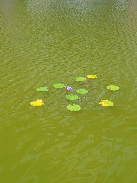 睡莲叶子浮在池塘里 — 图库照片