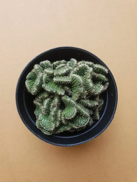 Mini Cactus Isolato Vaso Nero — Foto Stock