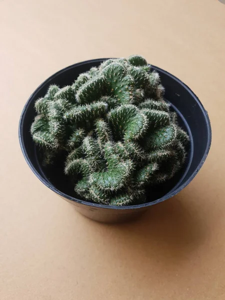 Mini Cactus Geïsoleerd Zwarte Pot — Stockfoto