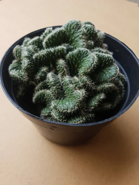 Mini Cactus Isolato Vaso Nero — Foto Stock