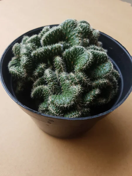 Mini Cactus Geïsoleerd Zwarte Pot — Stockfoto