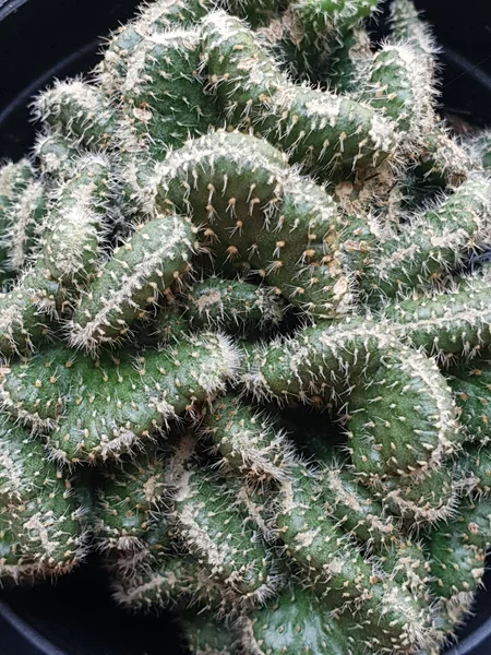 Mini Cactus Isolé Pot Noir — Photo