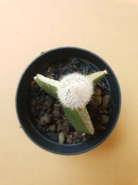 Mini Cactus Isolato Vaso Nero Fondo Marrone — Foto Stock