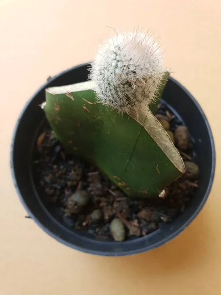 Mini Cactus Aislado Maceta Negra Sobre Fondo Marrón — Foto de Stock