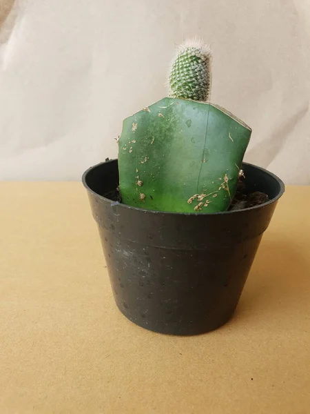 Mini Cactus Geïsoleerd Zwarte Pot Bruine Achtergrond — Stockfoto