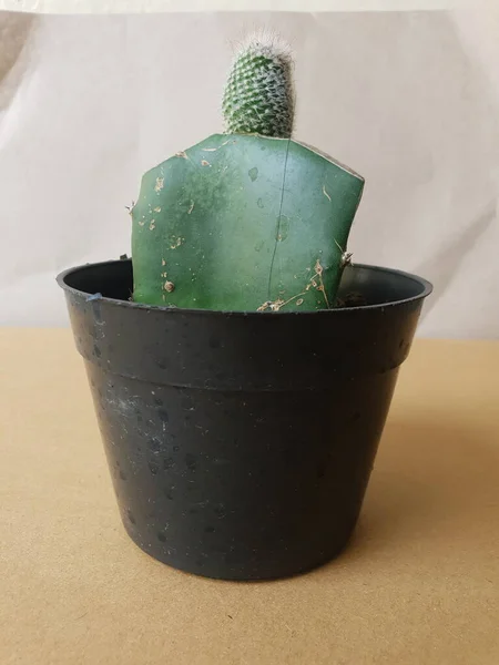 Mini Cactus Isolé Pot Noir Sur Fond Brun — Photo